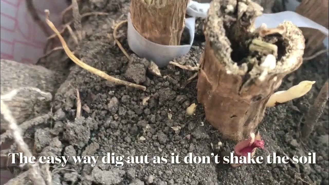 easy-way-to-keep-dahlias-over-winter-time-to-plant-khaws-paj