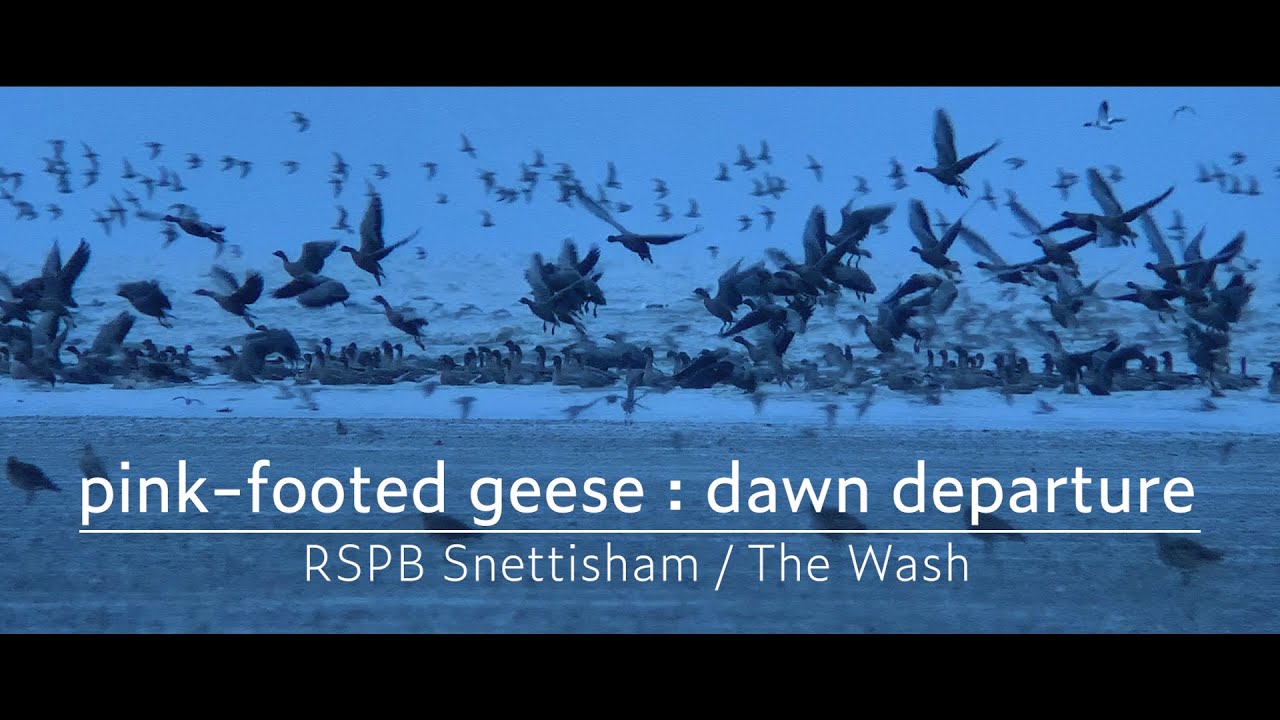 Pink-footed geese : dawn departure : RSPB Snettisham / The Wash