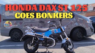 Why We Bought a Honda DAX ST 125 for Vanlife! 🐕🚐 Shiba, Trailer Setup & Totals Bonkers Chaos