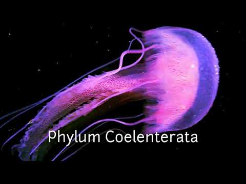 Video: Razlika Med Porifera In Coelenterata
