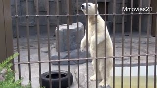 デナリが気になり、立ち上がるマルル~Polar Bears