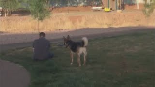 N4T Investigators: Sierra Vista parks overrun by off-leash dogs