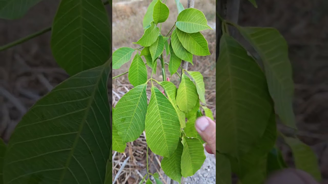 ยางพาราขาดนำ้เป็นแบบไหน?ตุยไหมขาดนำ้ยางไม่ถึงปีเท่านั้น