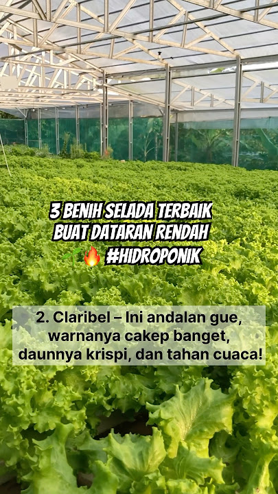 3 Benih Selada Terbaik Buat Dataran Rendah 🌱🔥 #hidroponik #seladahidroponik #petanimilenial