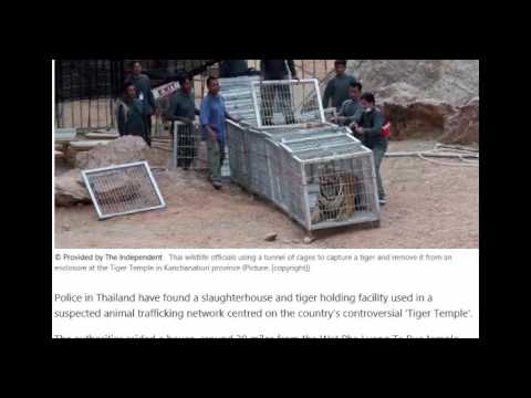 Tiger Slaughter house in Thailand