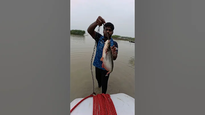 Modern shark hunting techniques using fish bait  #shorts