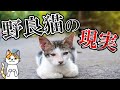 野良猫ってどんな生活をしているの? 過酷すぎる野良猫の現実と野良猫を減らす4つの対策