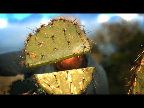 Slicing Cactus with a Katana (Ultra Slow Motion - 3,200FPS)