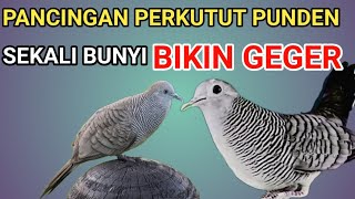 Download Lagu Perkutut Lokal Gacor ‼️ pancingan -Si RAJA Pikat sekali bunyi yang lain ikut BUNYI. MP3 Download Lagu Perkutut Lokal Gacor ‼️ pancingan -Si RAJA Pikat sekali bunyi yang lain ikut BUNYI. MP3