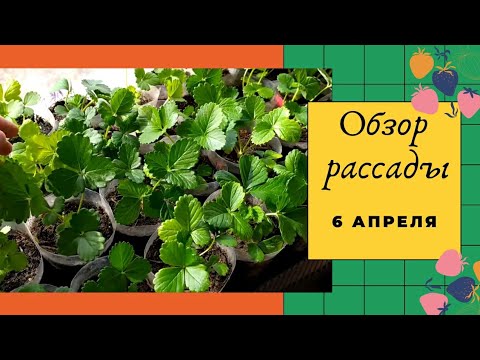 Обзор рассады. 6 апреля.