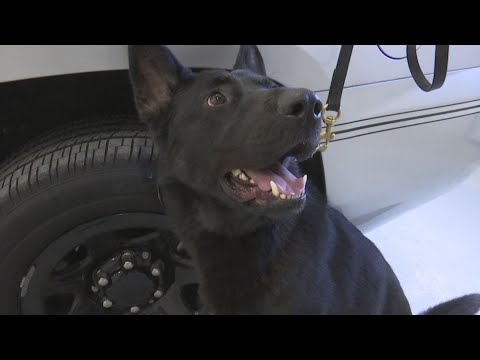 Ohio State Highway Patrol celebrates opening of new K9 training ...