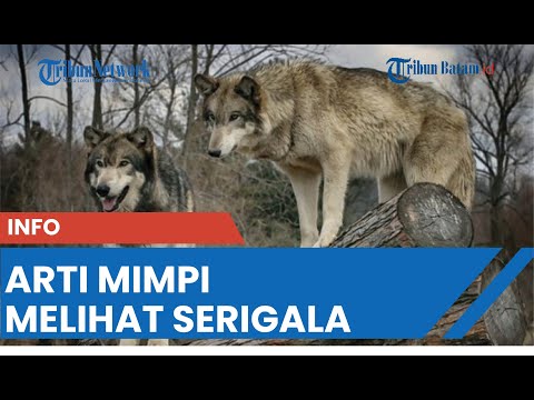 Video: Mengapa Bermimpi Serigala