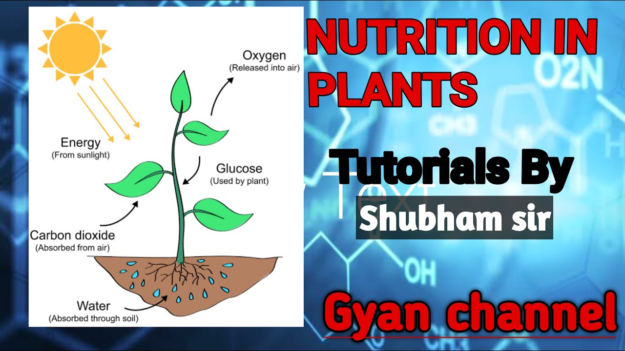 6.7 | Different Process of Nutrition in Animals | Chapter 6 | Class 10