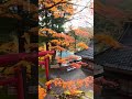 Autumn at Inari Shrine in Shiwa, Iwate is stunning! #japaneseshrine #fpv #dji #djiavata2 #iwate