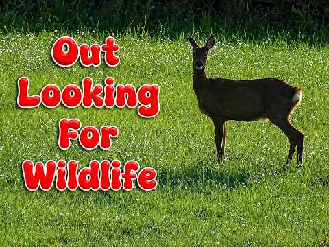 Out looking For Wildlife