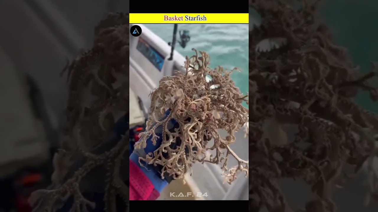 Basket Starfish 