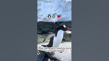 Cute Penguin Finds A Partner With A Rock #didyouknow #facts #learnsomethingnew #penguin #penguins