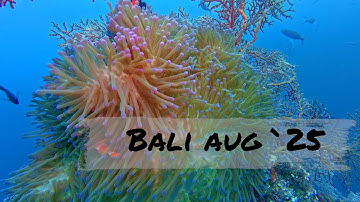 Bali2025Diving- another outstanding underwater experience