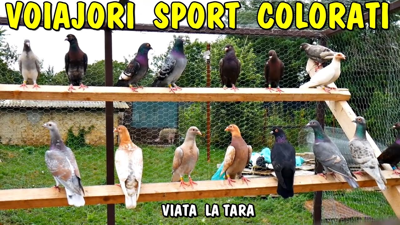 Viața la țară - A sosit momentul să mă apuc de porumbei VOIAJORI - Culori rare