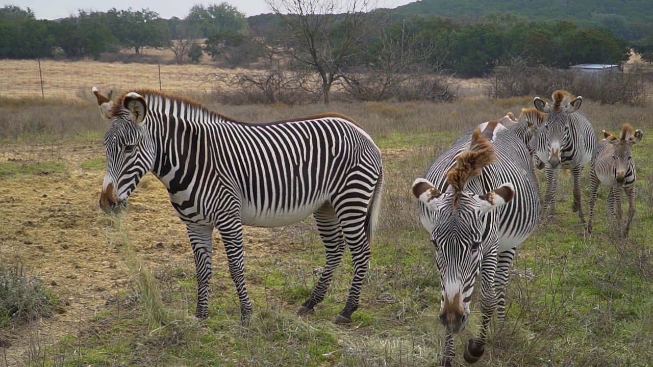 International Zebra Day | Fossil Rim Wildlife Center
