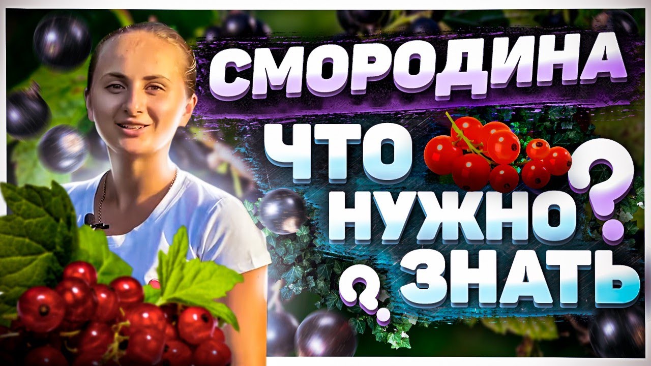 🍇 Как Выращивать Смородину? 🍇 Полезные Советы для Сада 🌿| Чем Полезна ...