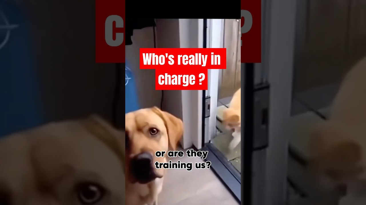 Dogs and cats teaming up to outsmart their owners? 😼🐶 pet tricks