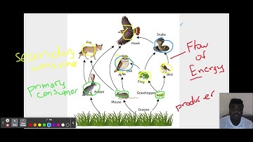 Food Webs - Mini Lesson - Google Slides
