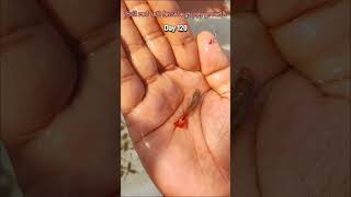 Full red tail female guppy fish growth time stages #fishshorts #guppyfish #shortsfeed #fish