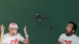 Divers React to swimmer surrounded by killer whales