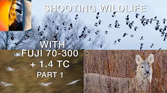 Shooting Wildlife Fuji 70 300 + 1.4 TC Part1
