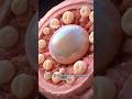 Menstruation: Shedding of the Uterine Lining #pregnancy #baby #follicle #anatomy