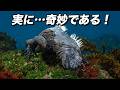 トカゲが海で暮らすとこうなる ! (ウミイグアナの進化と奇妙な生物学)