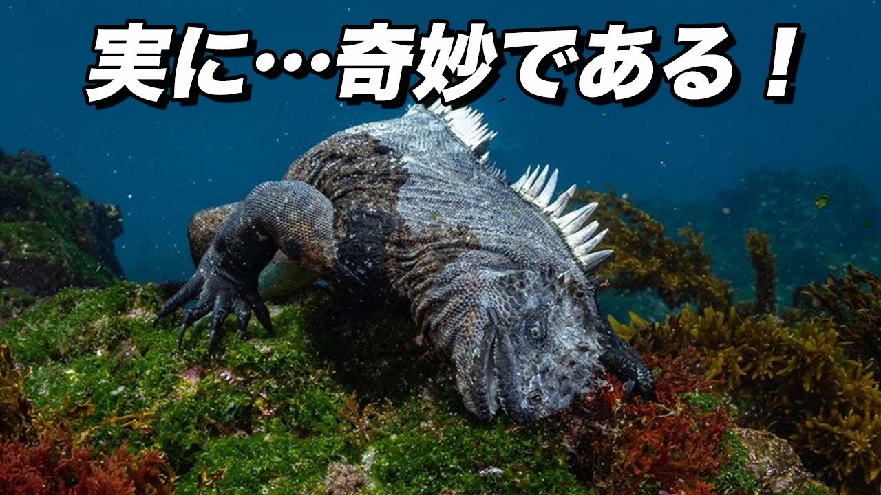 トカゲが海で暮らすとこうなる ! (ウミイグアナの進化と奇妙な生物学)