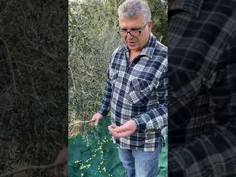 AVRAMIDIS Olivenernte 2022