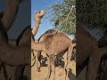 Kachchh Nahi Dekha to Kuchh nahi Dekha #kachchh #shortsfeed #camelindesert