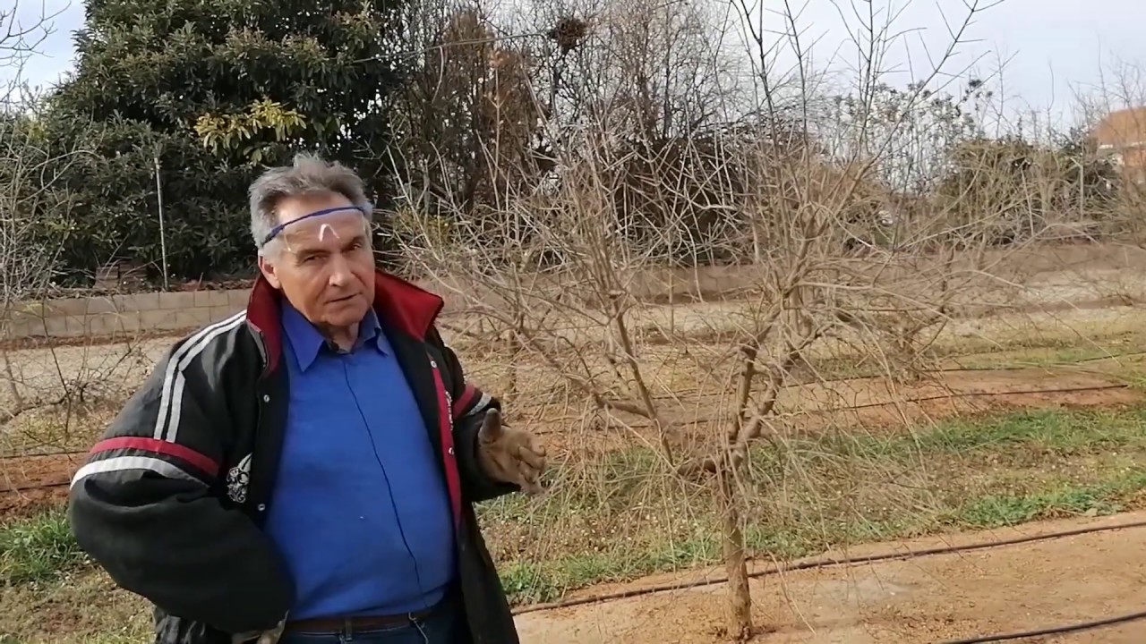 Agrosostenibilidad: granado, poda de árboles jóvenes