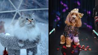 Gracie & Squirrels Best Day Ever Pumpkin Pet Insurance