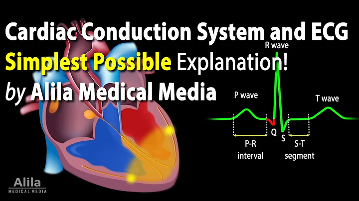 Cardiac Conduction System and Understanding ECG/EKG - Updated 2024, Animation