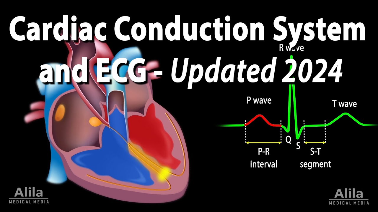 Cardiac Conduction System and Understanding ECG/EKG – Updated 2024, Animation