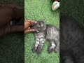 Stunning Black Smoke Persian Kitten! Rare Feline Beauty Meet the Exotic Black Smoke Persian Kitten