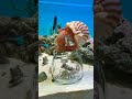 🦀 This Hermit Crab Has a Higher IQ Than Most People! 🤯#usa #ad #shorts #youtubepartner
