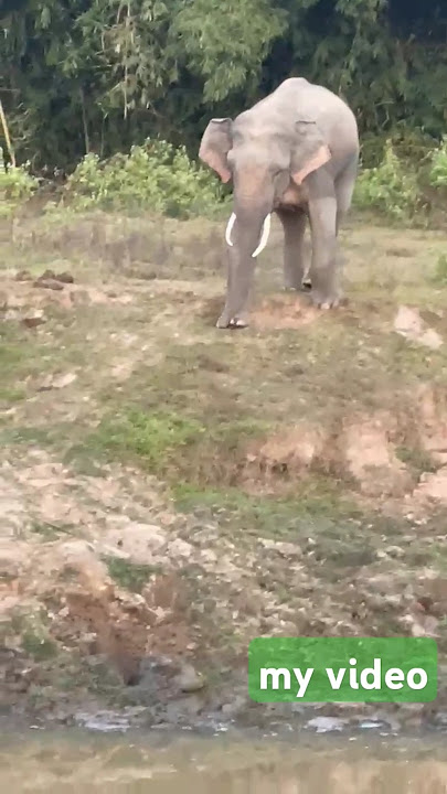 DANGAR VIDEO do not try#trending #world #animals #danger #elephant #viralvideo