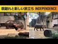 Tam Tam the pygmy hippo left his mother to start his new life at Kobe Animal Kingdom.