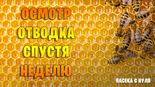 Пчела сидит голодная. Осмотр улья 18 мая. Пасека с нуля