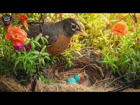 Robin Family, Parenthood - The Journey