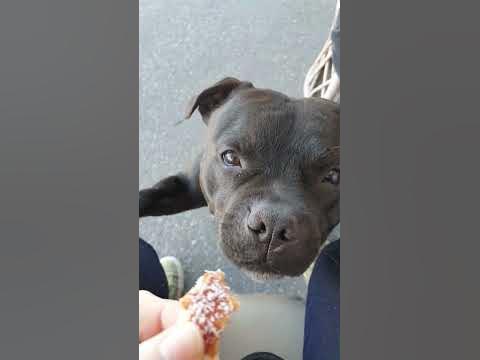 Did you say Chimney cake? @charliethelilblackstaffy #bulldog #shorts #