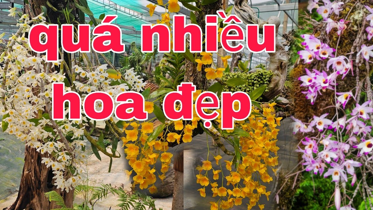 Một vườn Lan nở hoa,các loại hoa lan Rừng và tác phẩm 