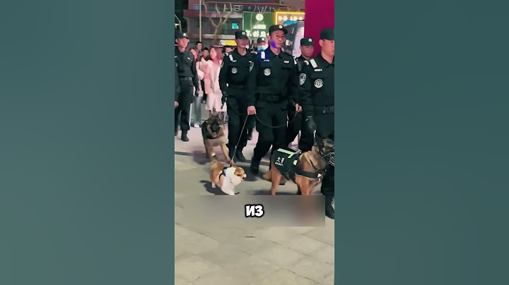 самый милый полицейский 🐕👮🏼 #животные #питомцы