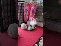 Look how bunny Mofu reacts to the new setup! #mofu #bunny #rabbit #cute #fluffy #かわいい #可愛い #ふわふわ
