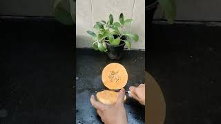 Balanced Nutrition Breakfast Day 8/#day8/#tnelection2026 /#shorts #balancednutrition
